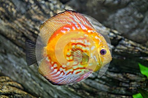 Red discus Symphysodon discus.
