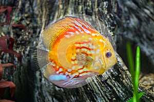 Red discus Symphysodon discus.