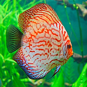 Red discus (Symphysodon discus)