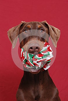 Red Doberman holding toy