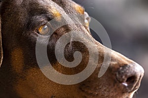 Red Doberman Pinscher watching out from a home patio