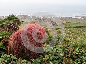 Red Dodder ie Cuscuta epithymum on wild Gorse ie Ulex europaeus, Devon, UK.