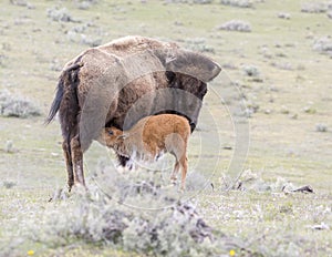 Red dog bison calf feeding on mother on open sagebrush grassland