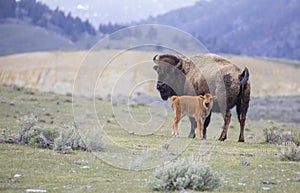 Red dog bison calf and mother on open sagebrush grassland