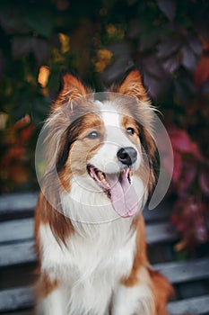 Red dog border collie portrait