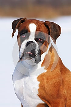 Red dog breed boxer in protruding teeth lies the winter snow, sm