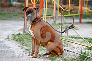 Red dog breed German boxer with uncropped ears with leather leash in a strict collar female
