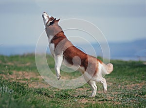 Red dog breed Siberian Husky