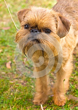 Red dog Brussels Griffon breed