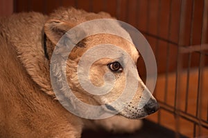 Red dog in a cage