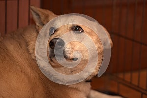 Red dog in a cage