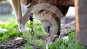 A red dog with a collar on a chain eats a treat on a hot summer day, close-up. Concept of care, feeding and care