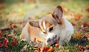 Red dog corgi pembroke lies on autumn leaves and gnawing lump photo