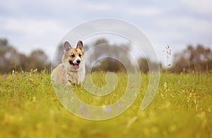 Red dog Corgi puppy walks on a green blooming summer meadow with his head out language