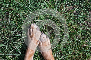 Red dog on a foy of green grass, place for text