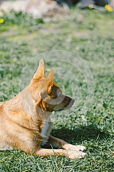 Red dog on a foy of green grass, place for text