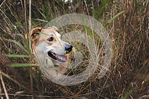 The red dog is hiding in the grass, watching and waiting for the command, endurance