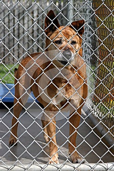 A red dog in his cage at the animal shelter