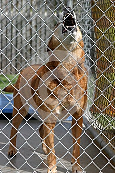 A red dog howls while in his cage at the animal shelter