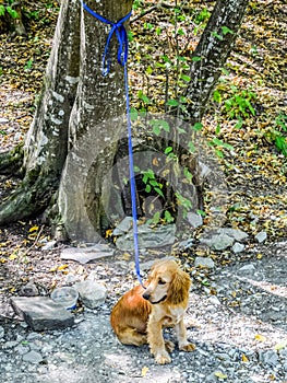 Red dog on a leash tied to the trunk of a