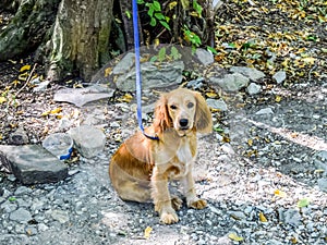 Red dog on a leash tied to the trunk of a