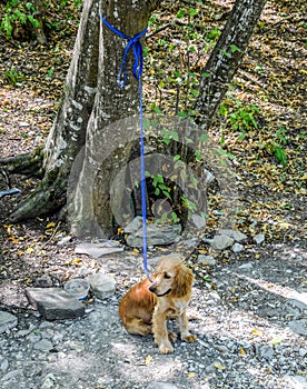 Red dog on a leash tied to the trunk of a tree