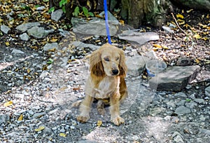 Red dog on a leash tied to the trunk of a tree