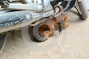 Red dog lies near a motorcycle