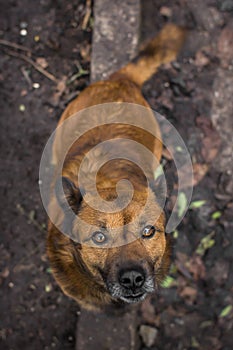 The red dog looks up at the owner