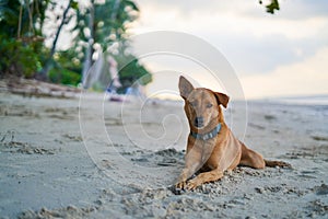 The red dog is lying on the sandy beach