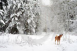 Red dog on a path in a snowy forest.