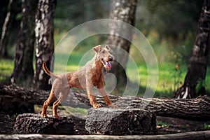 Red dog performs exercises on the tree. Obedience