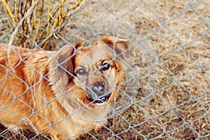 Red dog pooch with sad eyes behind wire mesh