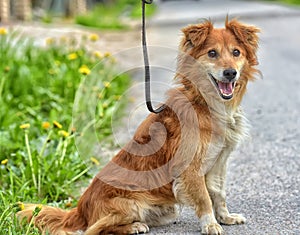 red dog pooch for a walk in the summer