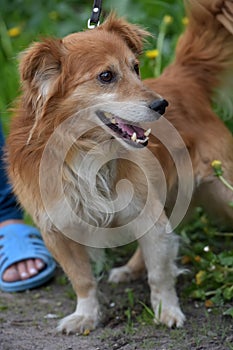 red dog pooch for a walk in the summer