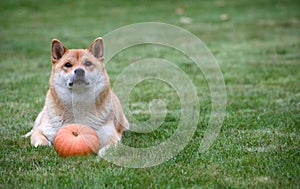 Red dog with pumpkin