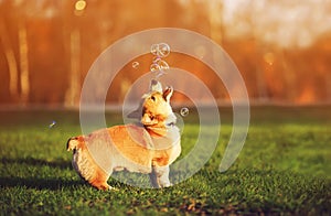 red dog puppy Corgi walking on green young grass on spring Sunny meadow and catching shiny soap bubbles