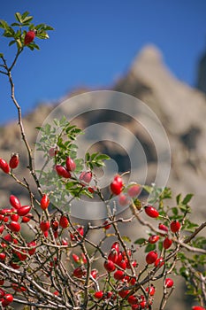 Red dog rose hips on a on mountain background