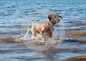 Red dog running  and playing in the water