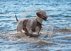 Red dog running  and playing in the water