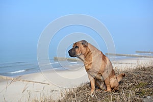 Red dog Shar Pei sits on the beach