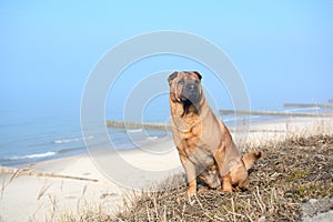 Red dog Shar Pei sits on the beach