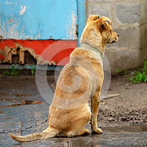 Red dog sits on a chain and waits for his owner
