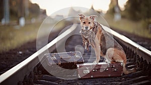 The red dog sits on a suitcase on rails