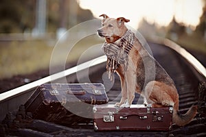 The red dog sits on a suitcase on rails