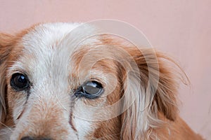 Red dog is sitting near a wall. Closeup of a mix breed puppy dog or mongrel mutt. Homeless lonely animal to care