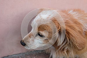 Red dog is sitting near a wall. Closeup of a mix breed puppy dog or mongrel mutt. Homeless lonely animal to care