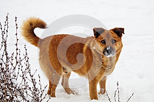 Red dog with snow on his nose. looking for food under the snow. a stray dog