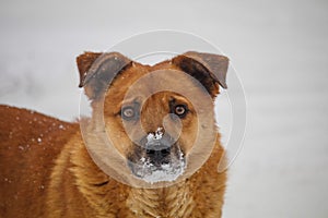 Red dog with snow on his nose. looking for food under the snow. a stray dog