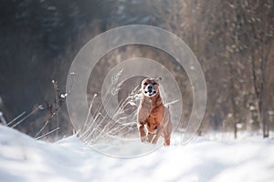 Dog in the snow. rhodesian ridgeback in nature in winter